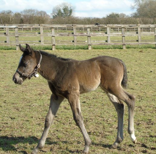 2022 filly by Advertise